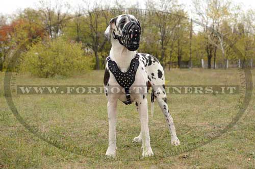 Museruola in cuoio per Alano